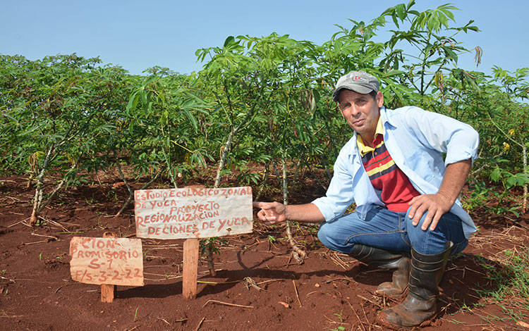 El director de la UEB Integral Agropecuaria Quemado de Gí¼ines, Yalecsi Pérez Herrera, muestra uno de los clones de yuca de la Finca de Semillas.