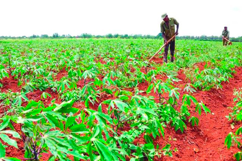 Producción agrícola en Cuba.