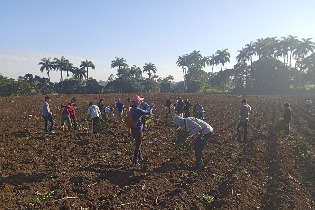 Jóvenes realizan siembra de boniato en áreas de Placetas.