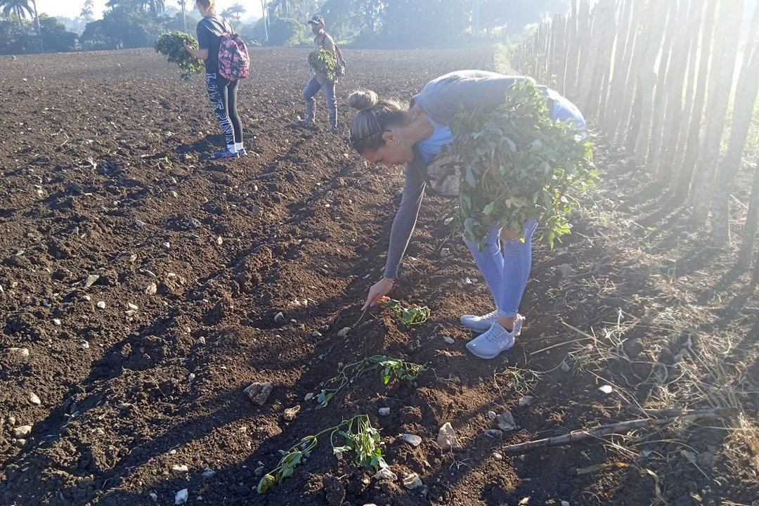 Muchacha participa en la siembra de boniato.