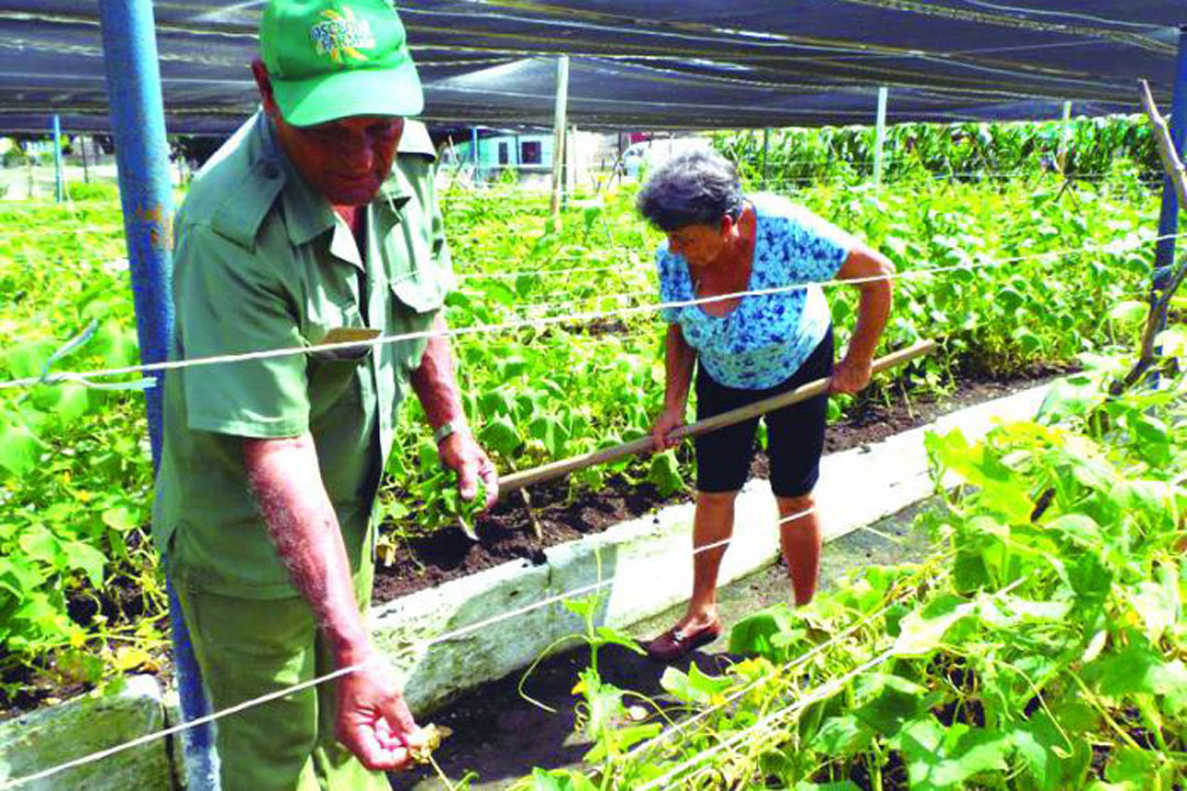 Personas laborando en el campo