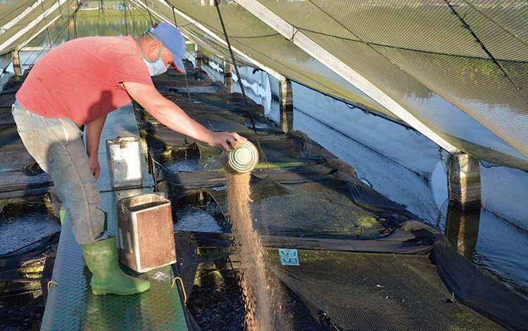 La Estación de Alevines Minerva, perteneciente a Camajuaní, pretende recuperar el potencial productivo con un programa de desarrollo integral hasta el 2030.