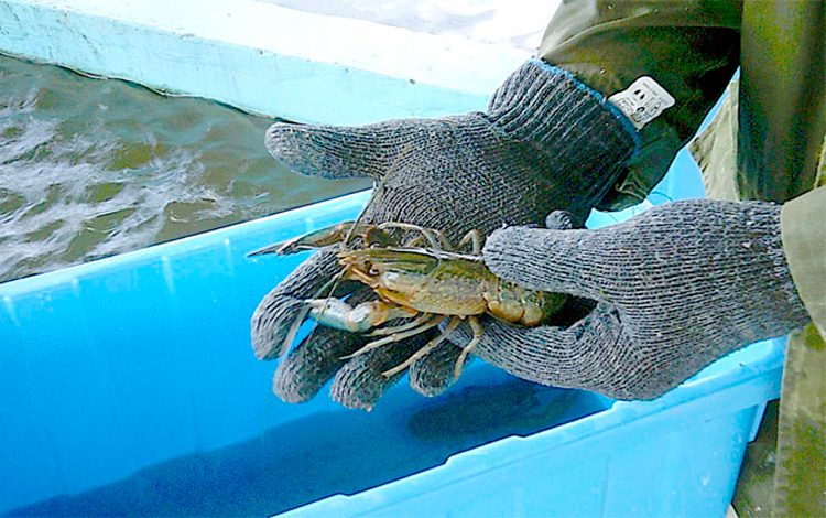 En 10 meses los 200 ejemplares trasladados desde Contramaestre ya se reproducen con relativa facilidad en las piscinas de hormigón. (Foto Luis Machado Ordetx). En 10 meses los 200 ejemplares trasladados desde Contramaestre ya se reproducen con relativa facilidad en las piscinas de hormigón. (Foto Luis Machado Ordetx).