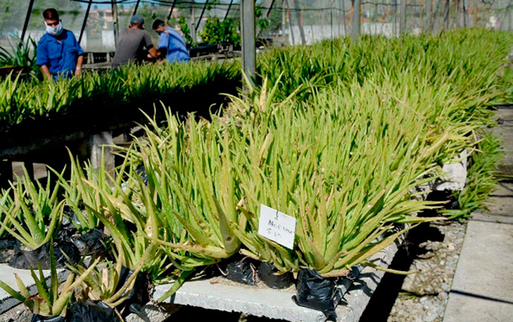 Sábila o Aloe vera, producidos en el IBP de Villa Clara.