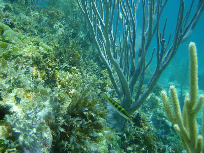 Corales y arrecifes coralinos.