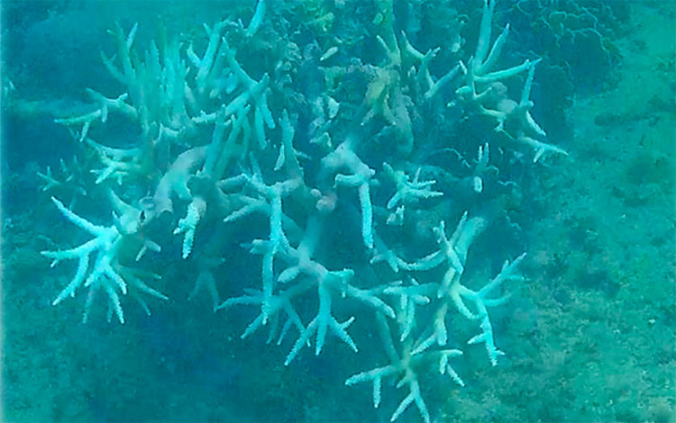 Ejemplo de blanqueamiento de los corales por el aumento de la temperatura del mar.