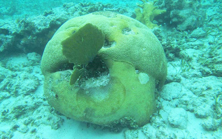 Coral que presentas pérdida de tejido.