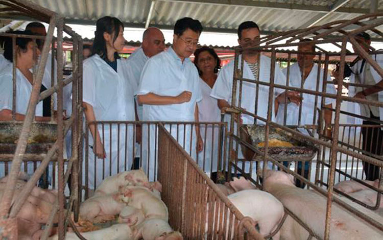 Embajador de Japón en Cuba, Excelentísimo Señor Kenji Hirat, aprecia cría de cerdos en la finca Catoira, en Camajuaní. 