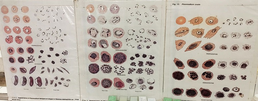 Guía para la observación en el Laboratorio de Microbiología y Química Sanitaria.