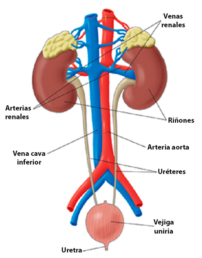 Sistema urinario.