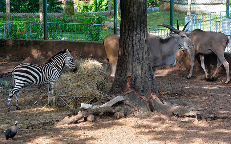 Especies de la región africana, entre las que destacan cebras, guineos, avestruces, conviven en el parque. (Foto: Luis Machado Ordetx)