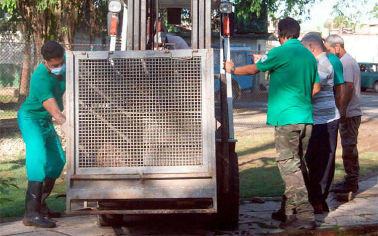 Transportación de las jaulas hacia el recinto definitivo en el Parque Zoológico de Santa Clara, institución con más de 400 animales y 67 especies diferentes. (Foto: Luis Machado Ordetx)